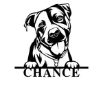 chance/pitbull/BLACK